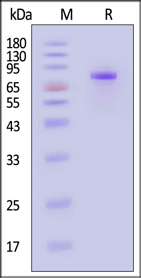 LAG-3 SDS-PAGE