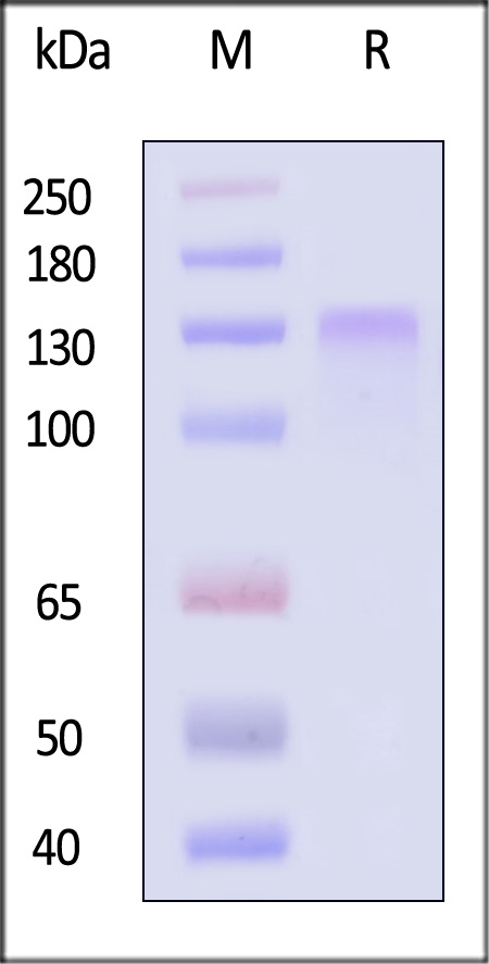 LDL R SDS-PAGE