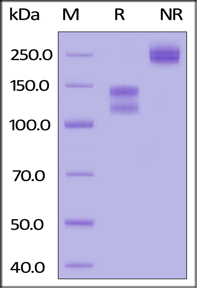 LDL R SDS-PAGE