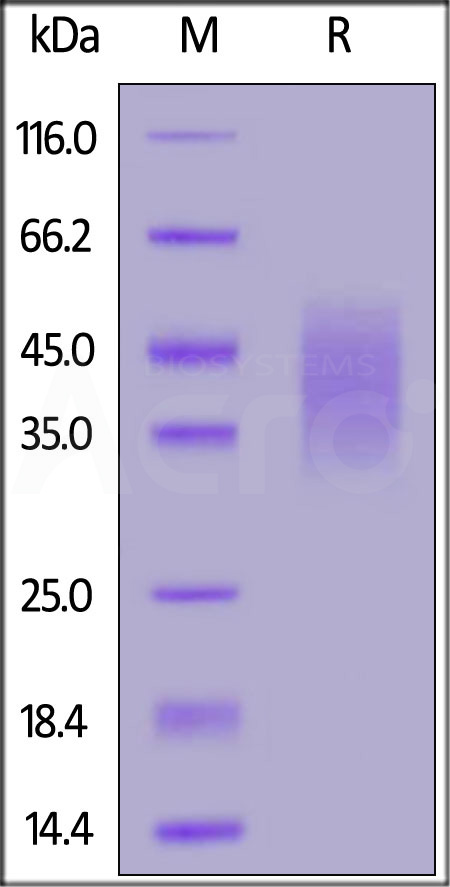 CD58 SDS-PAGE