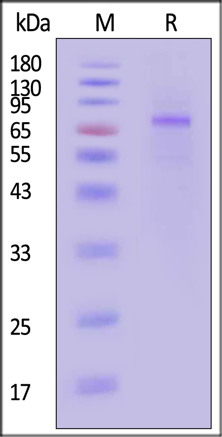 LG5-H52H3-sds