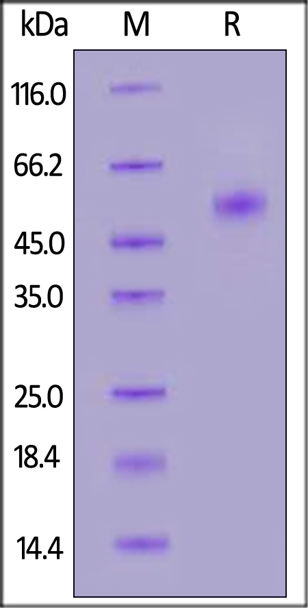 Galectin-9 SDS-PAGE