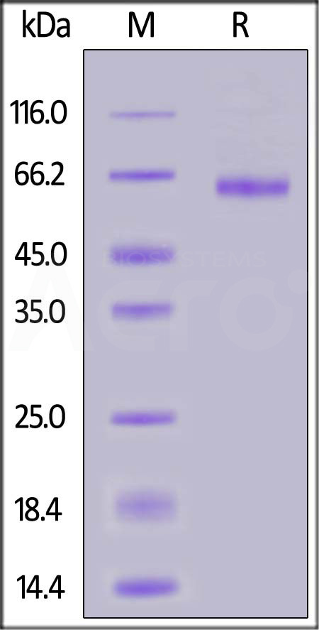 LI2-C52H3-sds