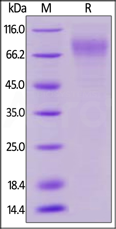 LI2-H82E9-sds