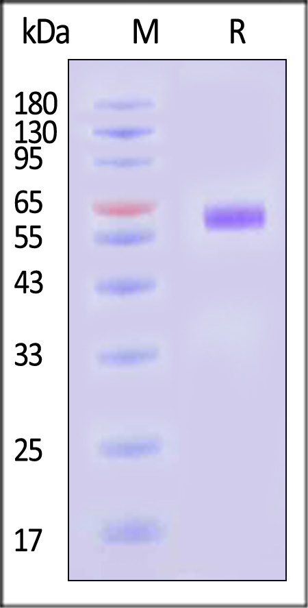 LI4-H5243-sds