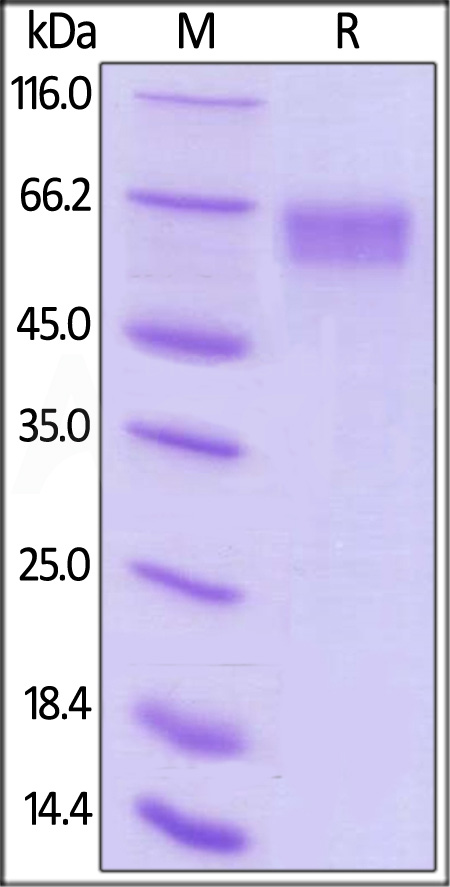 LI6-H82E2-sds