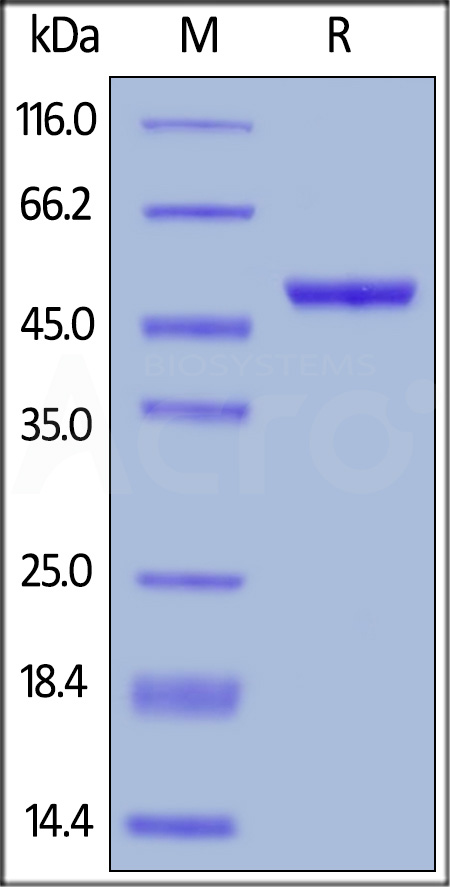 LIGHT SDS-PAGE