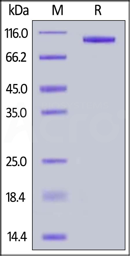 LRRC32 SDS-PAGE