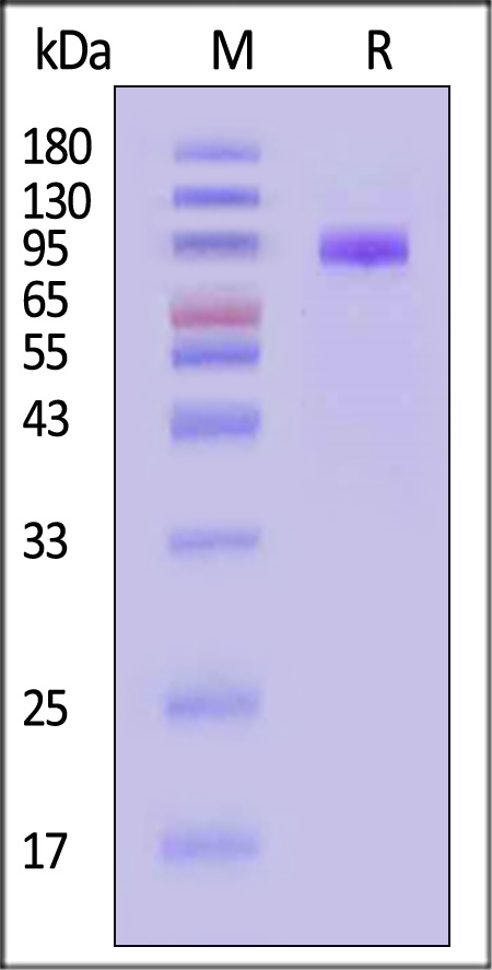 LRRC15 SDS-PAGE