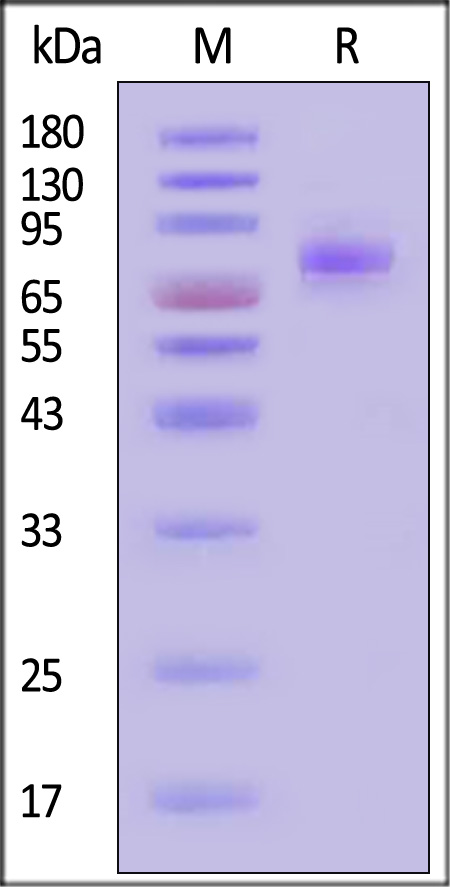 LRRC15 SDS-PAGE