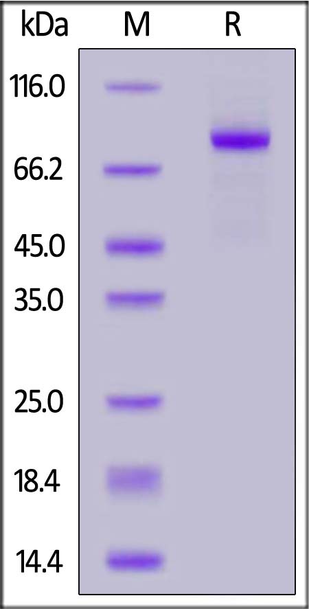 LR5-H82E6-sds