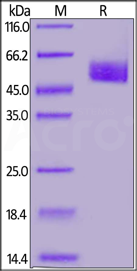 Lumican SDS-PAGE