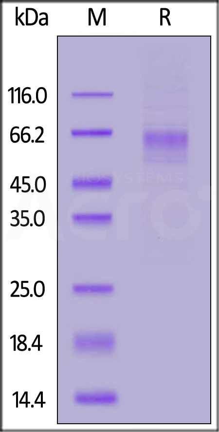 LIV-1 SDS-PAGE