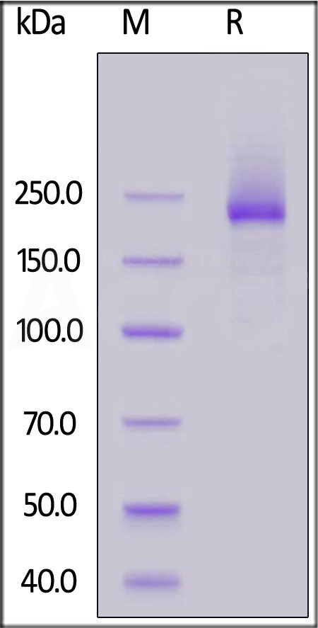 Mouse LY75, His Tag (Cat. No. LY5-M52H5) SDS-PAGE gel