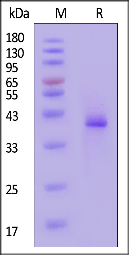 LYD-H5265-sds