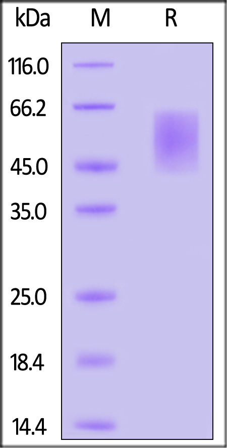 MAdCAM-1 SDS-PAGE