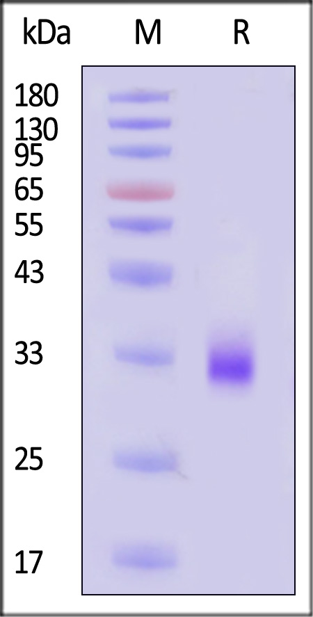 MBL SDS-PAGE