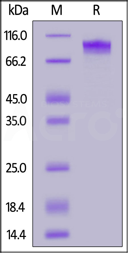 MCM-R52H4-sds