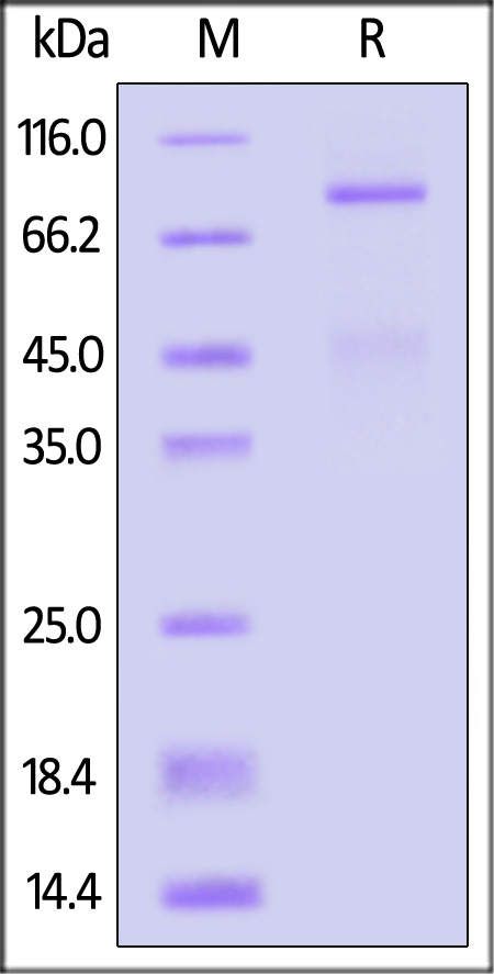 HGF R SDS-PAGE