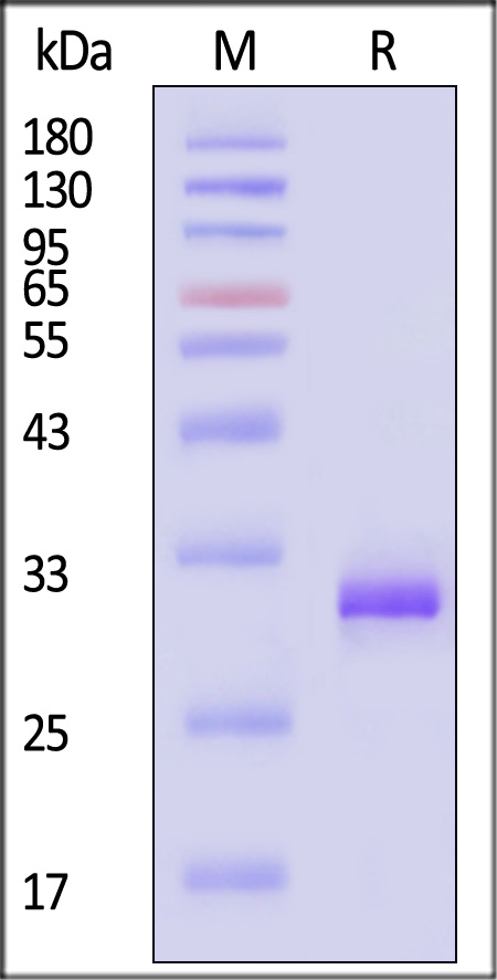 MM7-H5249-sds