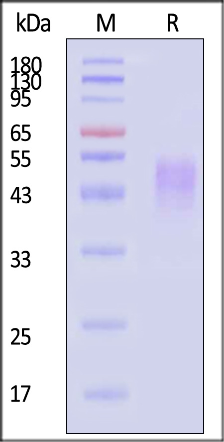 MMP-8 SDS-PAGE