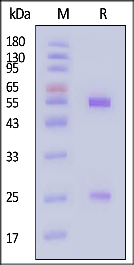 MMAE SDS-PAGE