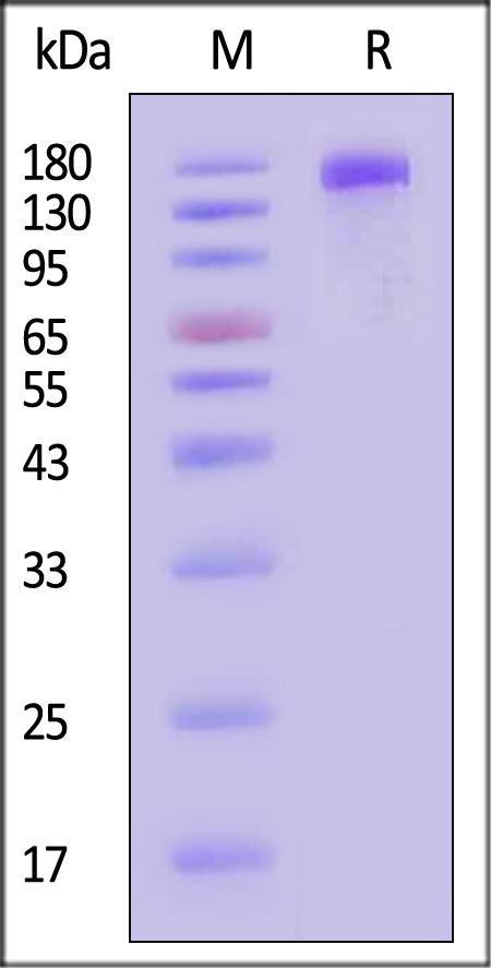 MRC2 SDS-PAGE