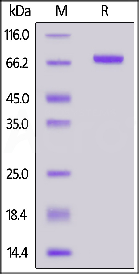 Serum Albumin SDS-PAGE