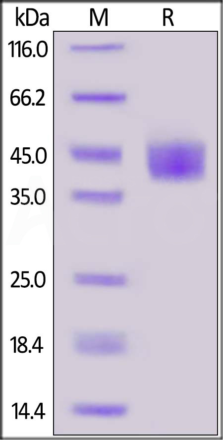 Mesothelin SDS-PAGE