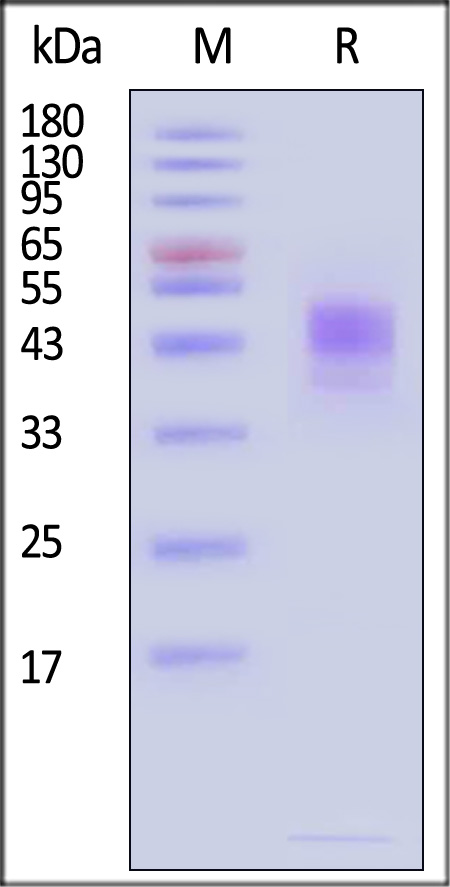 Mesothelin SDS-PAGE