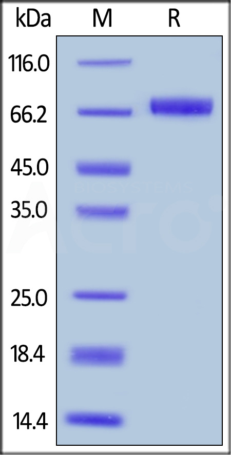 MSN-H82F6-sds