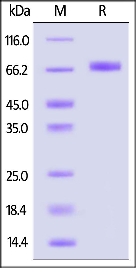 Mesothelin SDS-PAGE