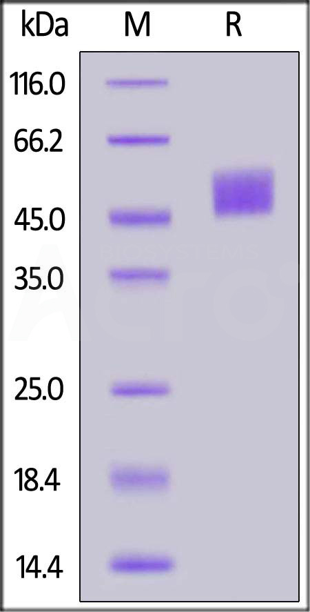 Mesothelin SDS-PAGE