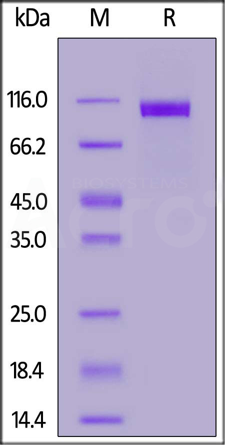 NC1-H82E3-sds