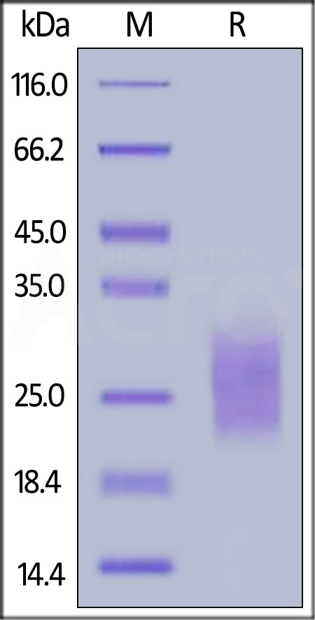 NKp30 SDS-PAGE