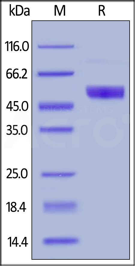 NKp30 SDS-PAGE