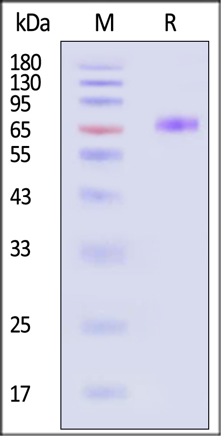 NC4-H5257-sds