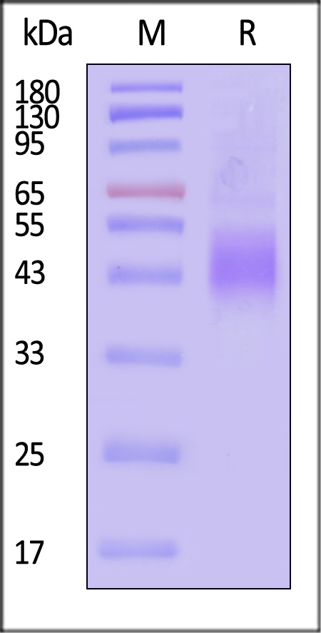 NKG2A & CD94 SDS-PAGE