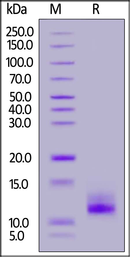 Neutrophil defensin 1 SDS-PAGE