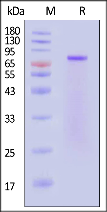 Netrin-1 SDS-PAGE