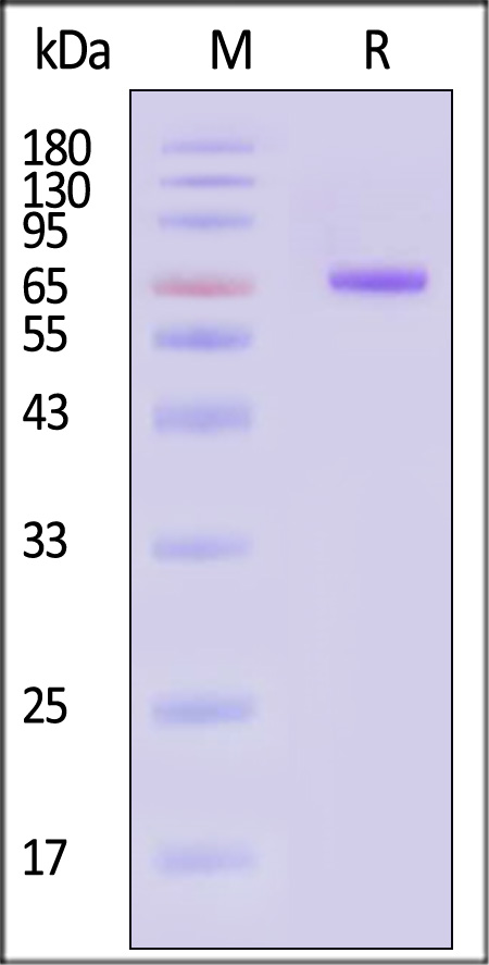 Nectin-4 SDS-PAGE