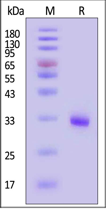 NE4-H82E3-sds