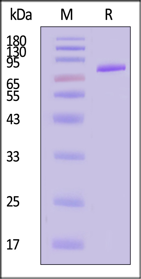 NE4-H82F4-sds