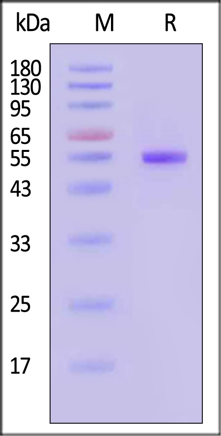 Neuraminidase (NA) SDS-PAGE