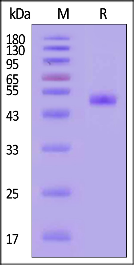 NEE-V524r-sds