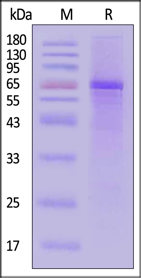 NFL-H5143-sds