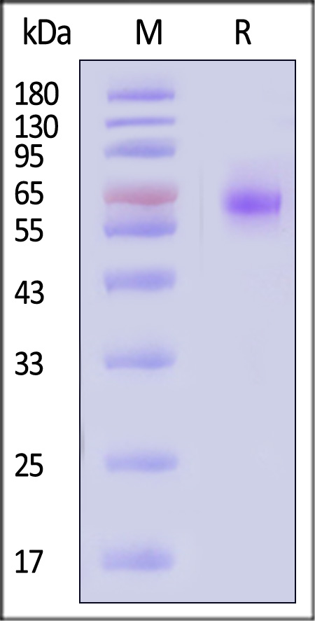 NGR-H5254-sds