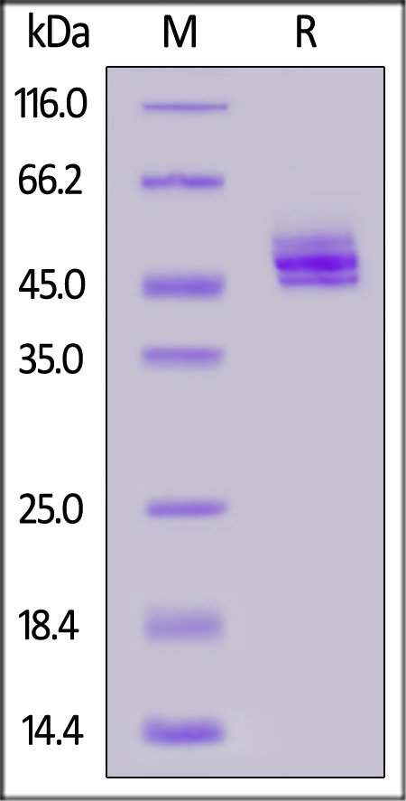 NK2-M82E5-sds