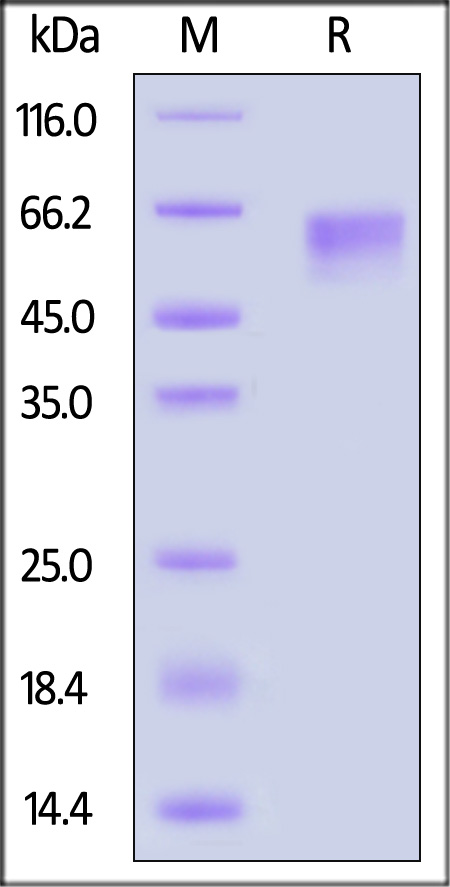 NKG2D SDS-PAGE