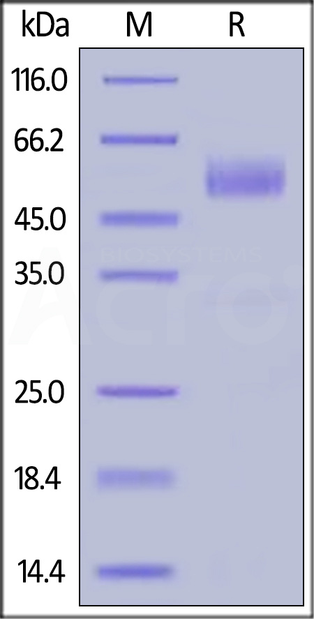 NKG2D SDS-PAGE